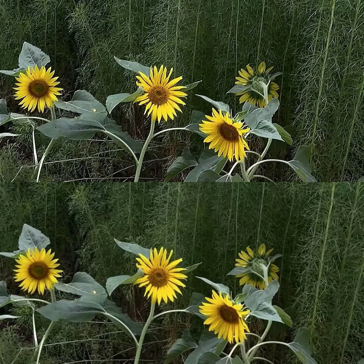 AI technology quickly detects the edges and details of sunflowers and improves the overall clarity of the image by increasing contrast and sharpness.